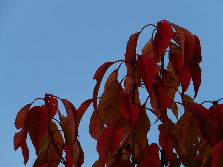 hojas, rojo, para colorear, otoño, cerezo de flor japonés, Prunus serrulata, cereza oriental
