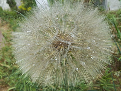 dandelion, white, yellow, drop, water, water droplets, macro
