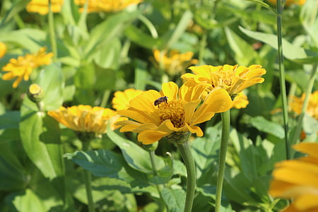 fleurs, abeille, bleuet des champs