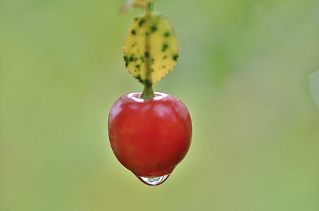 Berry, Natur, tự nhiên, mùa hè, màu đỏ, lá, Sân vườn