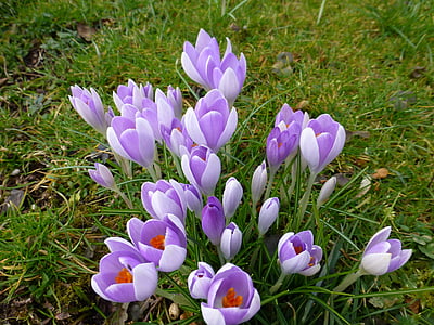 krokus, bloem, lente, paars, bloemen, voorbode van de lente