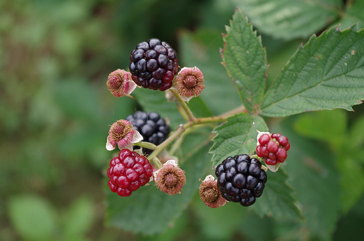 blackberries, shrub, fruit, nature, ripe, food, leaf