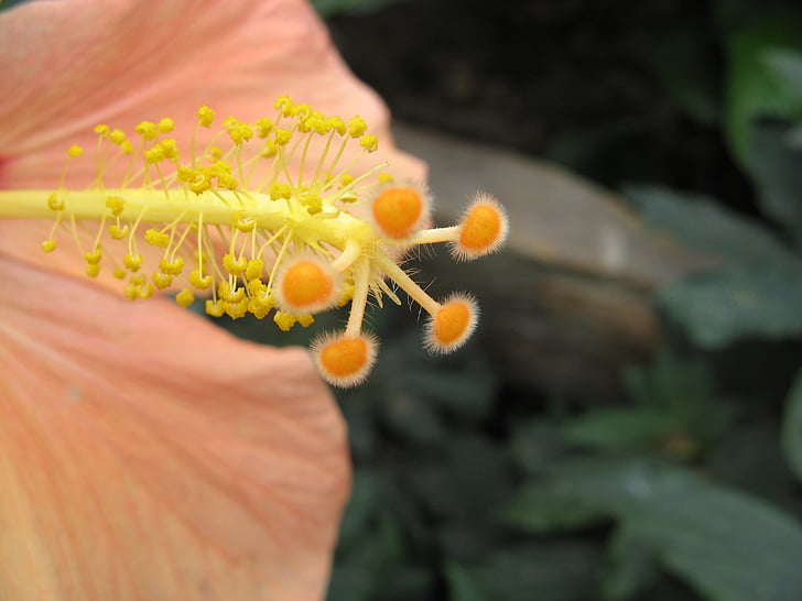 puķe, Hibiscus, dzeltena, daba, skaists, augu, makro