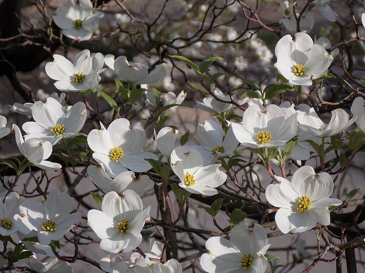 кизил дерево, Белый цветок, Кизил, Белый, Весна, дерево, цветок