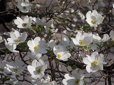 Dogwood träd, vit blomma, hundkäx, vit, våren, träd, blomma