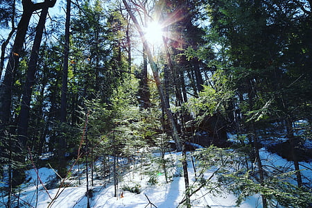 forest, green, trees, winter, nature, pine