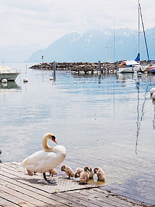 Geneva, sjön, Schweiz, bergen, moln, fartyg, Boot