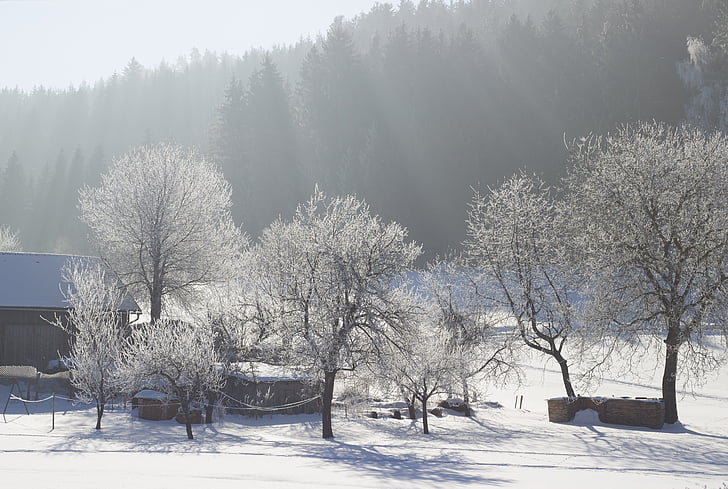 természet, téli, hó, vidéki élet, táj, fák, jég