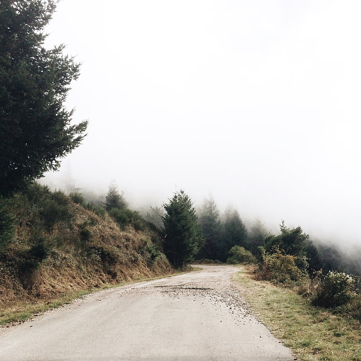 природата, пътека, пътуване, Приключенски, мъгла, дървета, листа