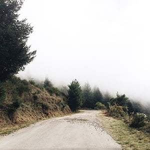 Thiên nhiên, con đường, đi du lịch, cuộc phiêu lưu, sương mù, cây, lá