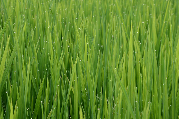 green, color, theme, young rice, agriculture, farm, rice