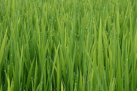 hijau, warna, tema, muda beras, pertanian, pertanian, beras