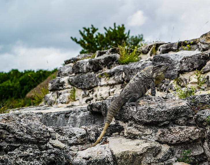 iguanes, lézards, El ray, les ruines mexicaines tropical, nature, reptile, faune
