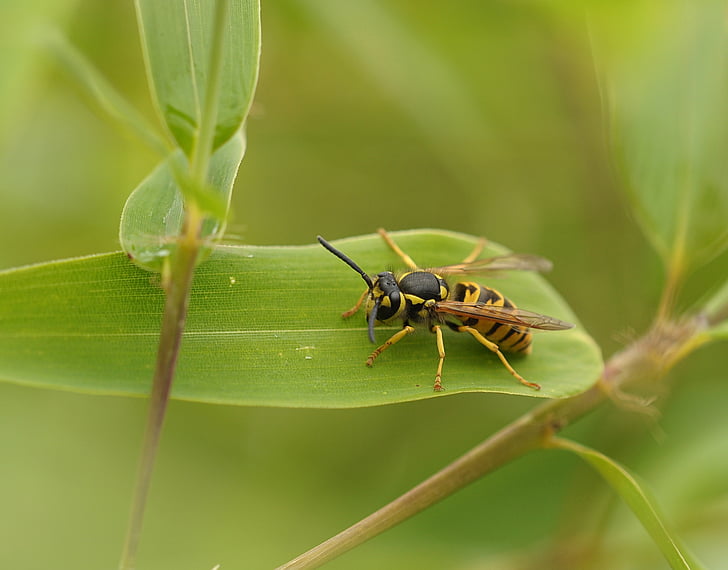 wasp, bamboo, sitting, insect, predatory insect, macro, nature