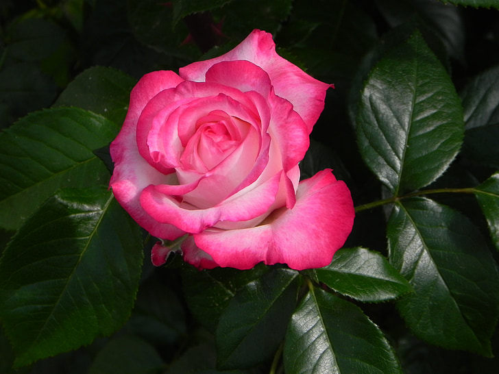 rose, nostalgia rose, floribunda, flower, bloom, garden rose, smell