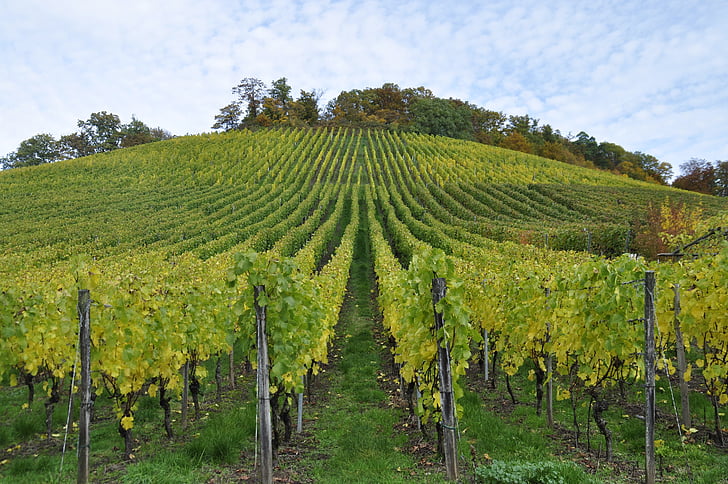 kebun anggur, Enz, sternenfels, warna musim gugur