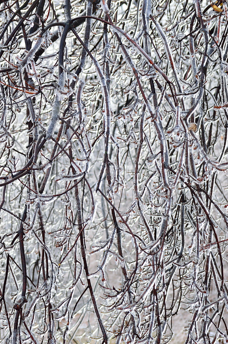 ice branches, winter, season, nature, trees, storm, frozen