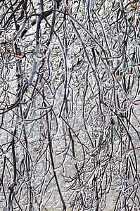 ice branches, winter, season, nature, trees, storm, frozen