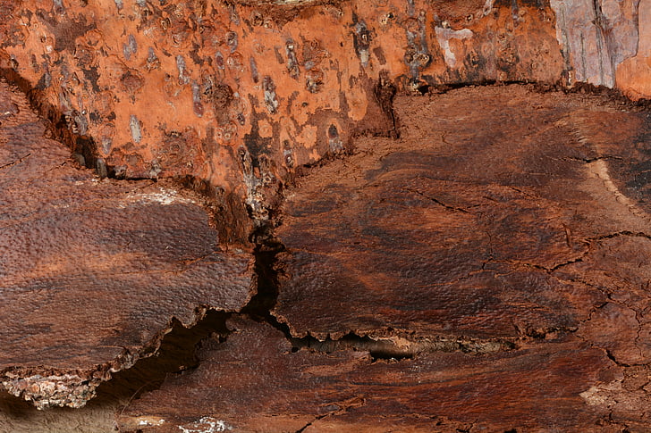 Tree bark, Luk, struktur, tekstur
