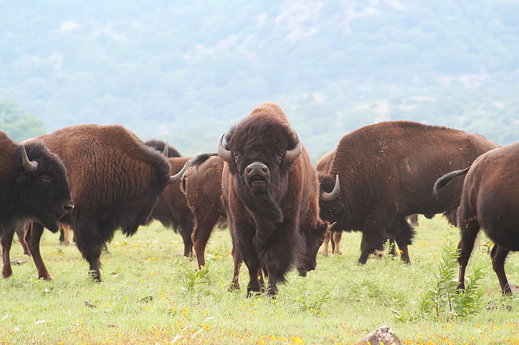 Buffalo, Oklahoma, bison, amerikansk, vilda, väst, infödda