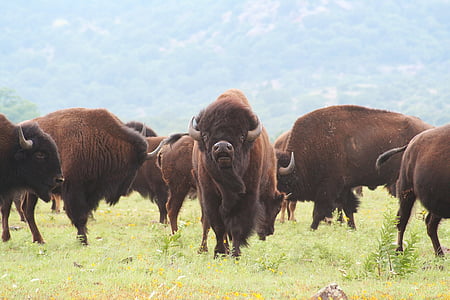 Buffalo, Oklahoma, bizoni, ASV, savvaļā, Rietumi, dzimtā