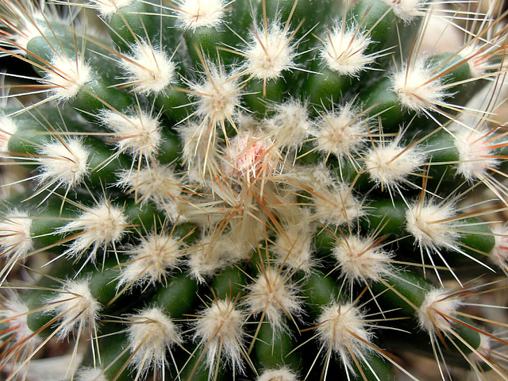 Cactus, pallokaktus, picchi, pianta, pianta d'appartamento