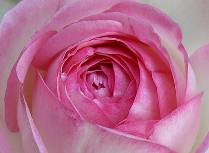 rose, pink, flower, blossom, bloom, love, nature