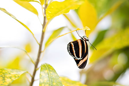 butterfly, yellow striped, nature, insect, striped, spring, butterfly - Insect
