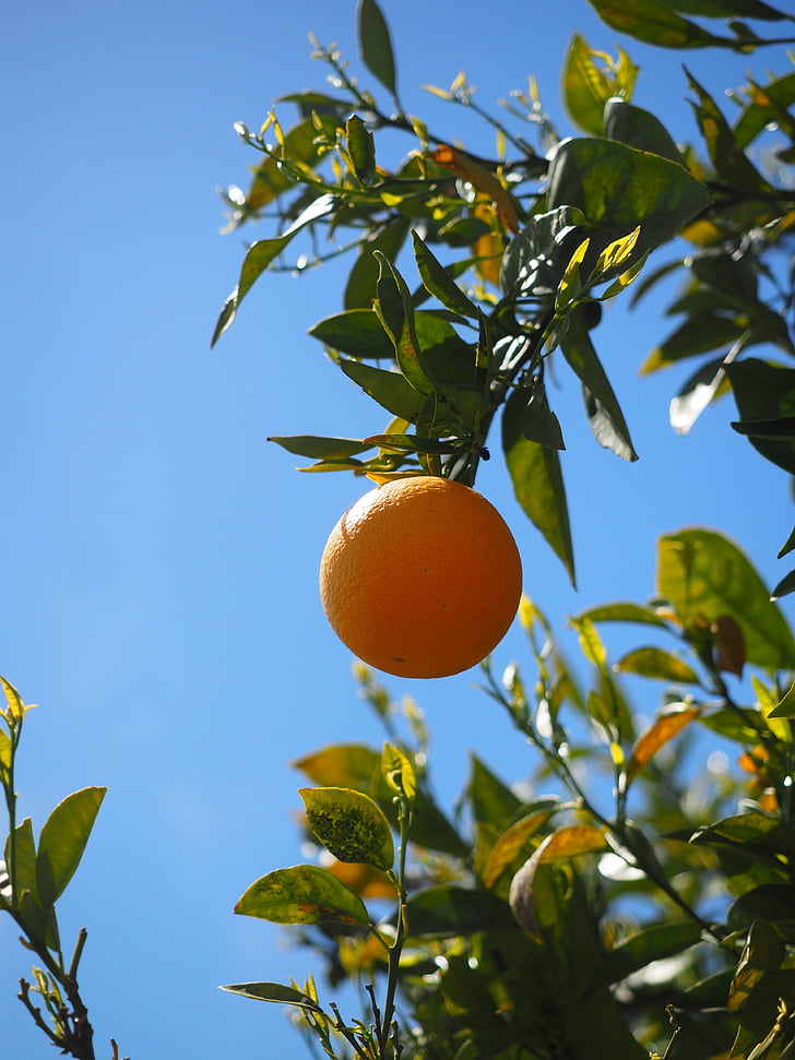 orange, frugt, orange træ, træ, Periwinkle, Citrus, diamant grøn