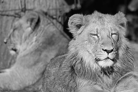 Leão, leões, animal, felino, predador, mamífero, animais na selva