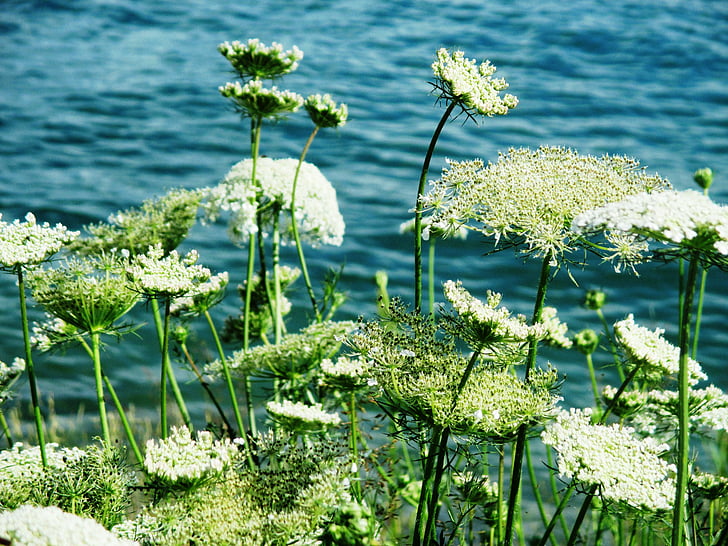 chervil, grassland plants, flowers, white, water, lake