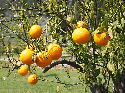 апельсины, фрукты, Апельсиновое дерево, цитрусовые фрукты, дерево, листья, эстетические
