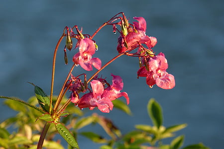 Bàlsam, springkraut Índia, flor, planta, llavors, flor, flor