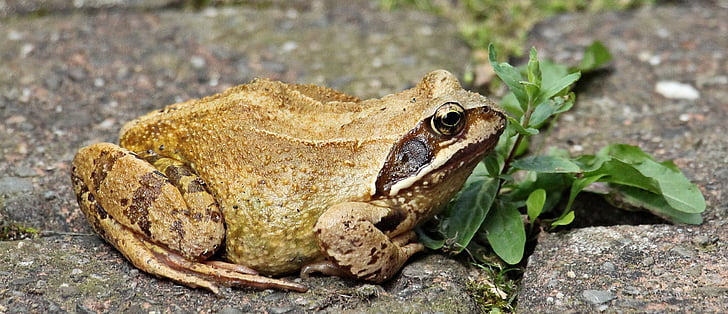 frog, wildlife photography, animal world, animal, amphibians, pond inhabitants, weed