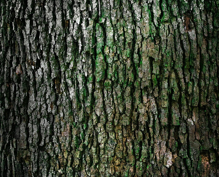 bark, moss, nature, tree bark