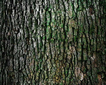 bark, moss, nature, tree bark