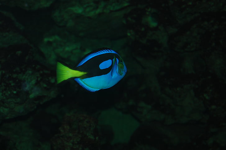 pesce, neon blu, Acquario