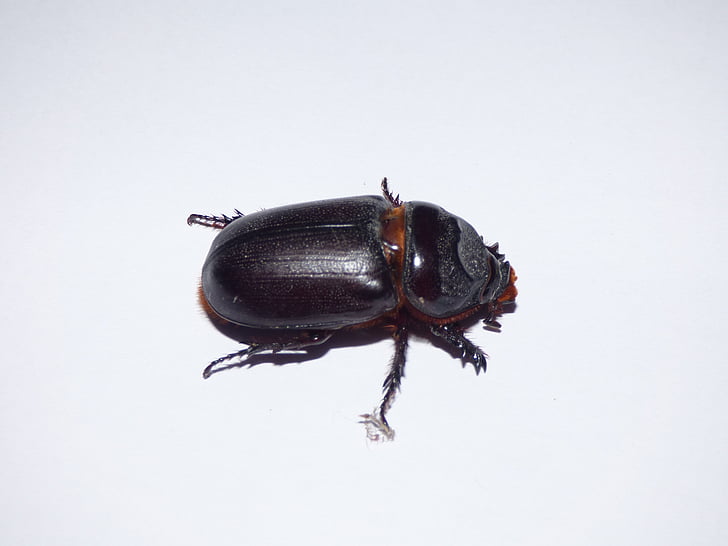 beetle, insect, macro, brown, animal