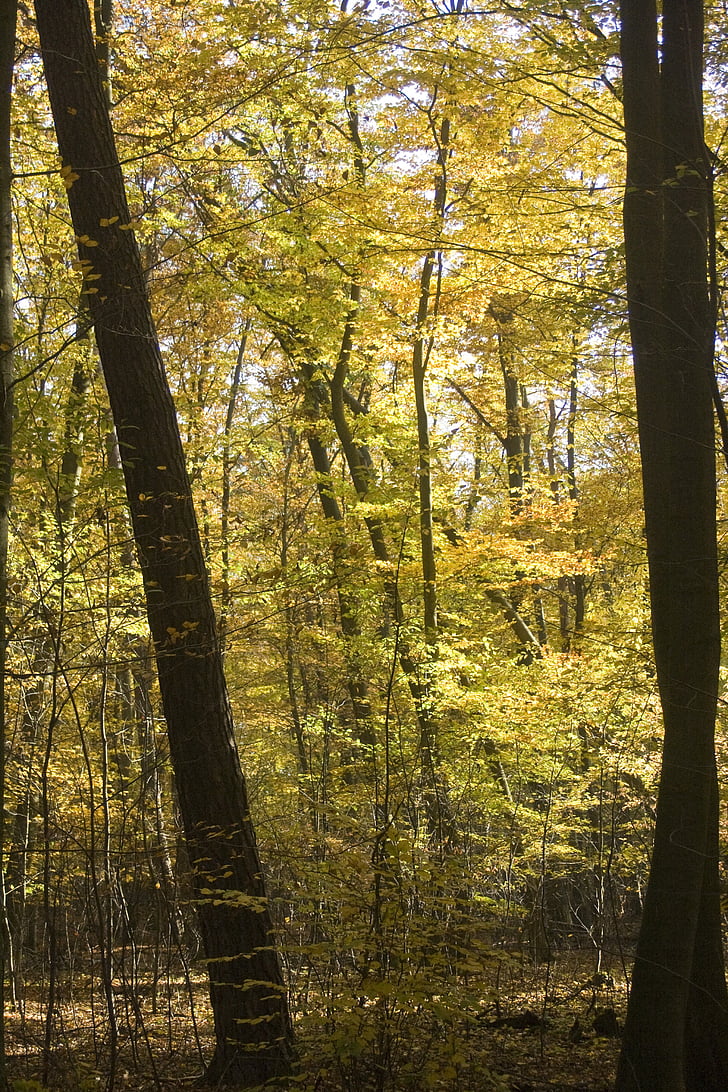 bokskog, gyllene, oktober, hösten, soligt, lämnar, dyka upp