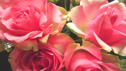 ruusut, vaaleanpunainen, vuosipäivä, romanttinen, kukka, kimppu