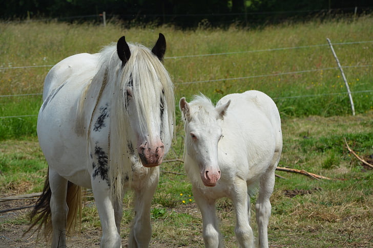 mare, foal, irish-cob, equine, horses, pre, breeding horses