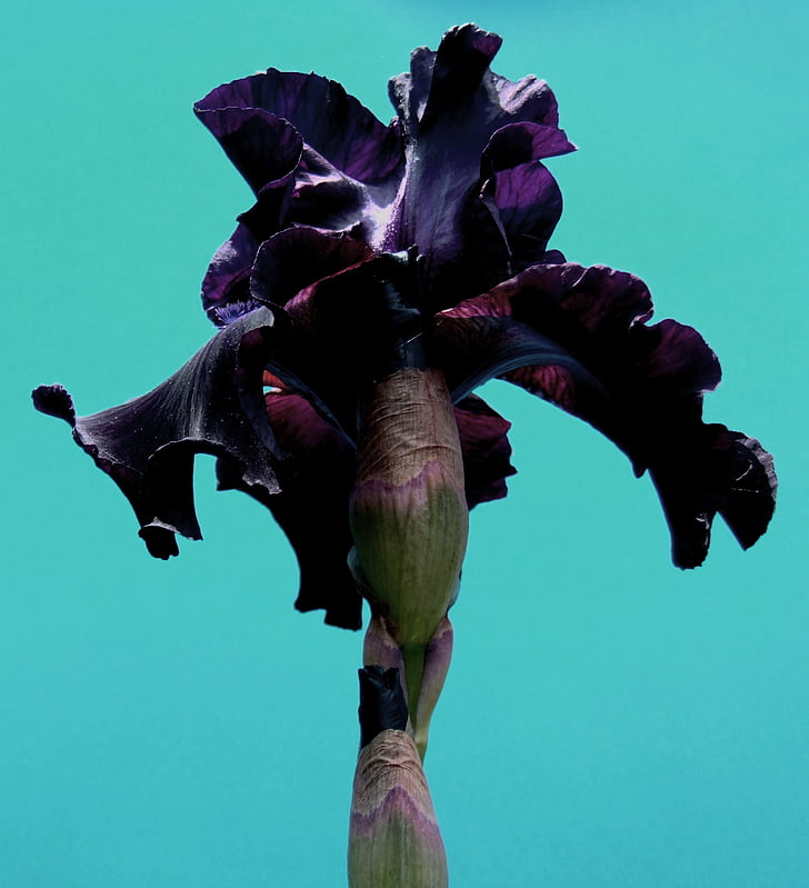 Iris, krupne, Cvjetni, biljka, prirodni, cvijet, cvatu