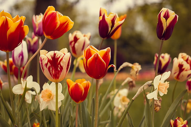Tulpen, rood, Vintage, bloemen, lente, natuur, macro