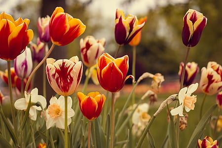 tulips, red, vintage, flowers, spring, nature, macro