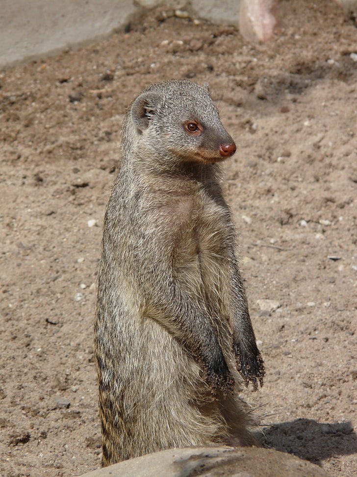 banded mongoose, mongoose, mammal, animal, creature, cheeky, curious