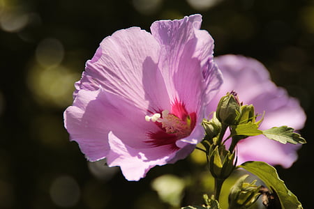 floare, Bush, Hibiscus, petale, pistil, flori de Hibiscus, flori