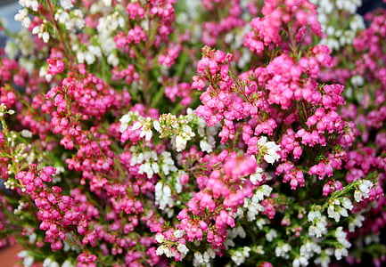 balcón, planta, Heather, Erika, jardín, floración, rosa