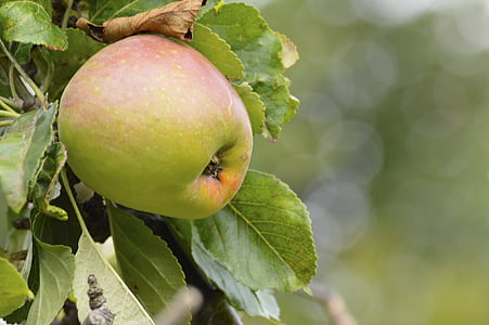 Poma, fruita, l'estiu, jardí, arbre, sucoses, madures