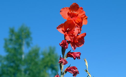 แกลดิโอลัส, iridaceae, ฟลอรา, สีแดง