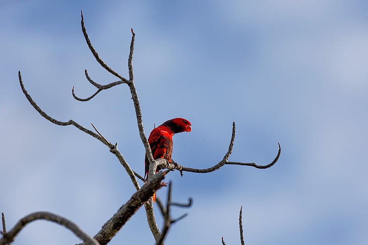 pássaro vermelho, programa de marketing de canal, tropical, Ilhas de WIDI, Halmahera, Indonésia